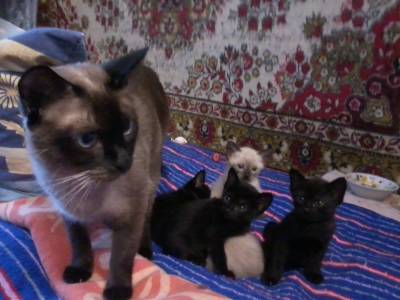 Какие котята рождаются у черной кошки. Сиамские котята рождаются. Котята черные от сиамской кошки. Какими рождаются сиамские котята. Сиамские котята только родились.